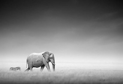 Fototapeta Slon a Zebra 4051